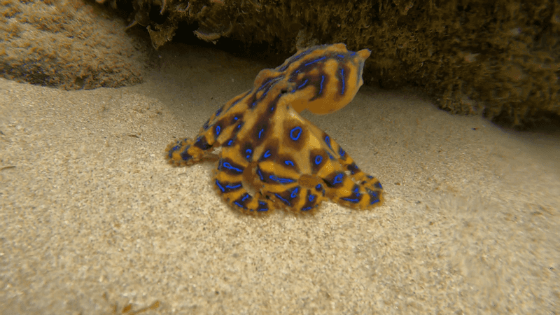 Blue-Ringed Octopus Blue-Ringed Octopus