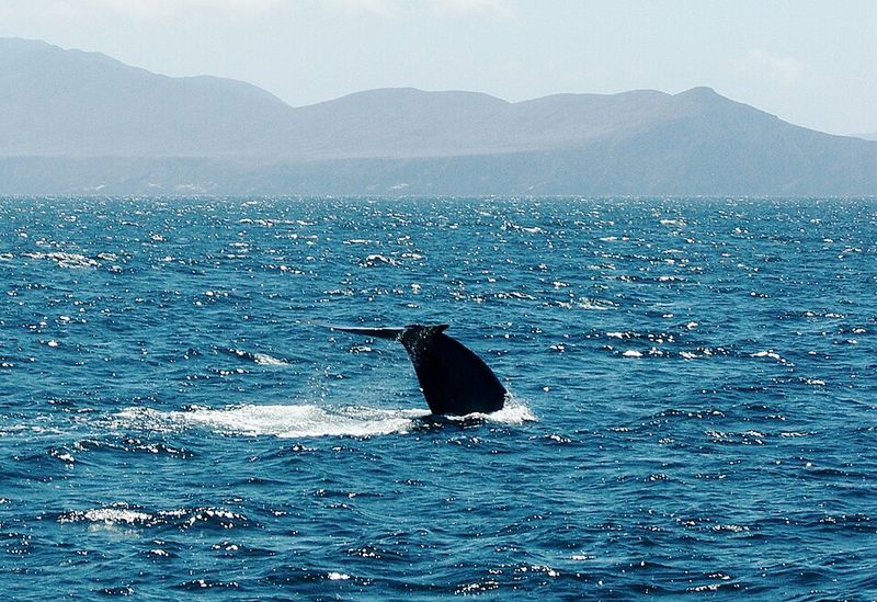 Blue Whale Blue Whale