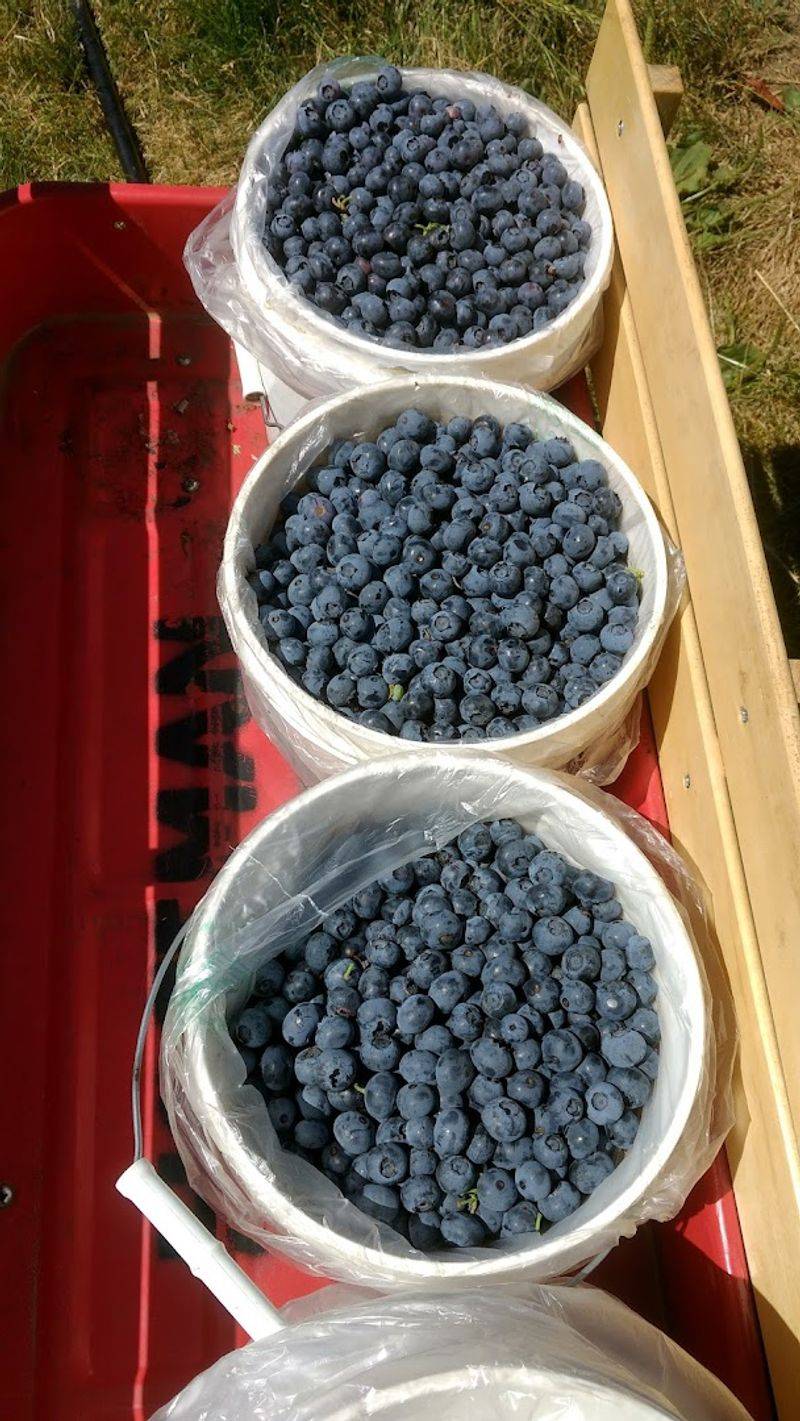 Blueberry Season at the Farm