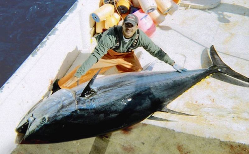 Bluefin Tuna Bluefin Tuna