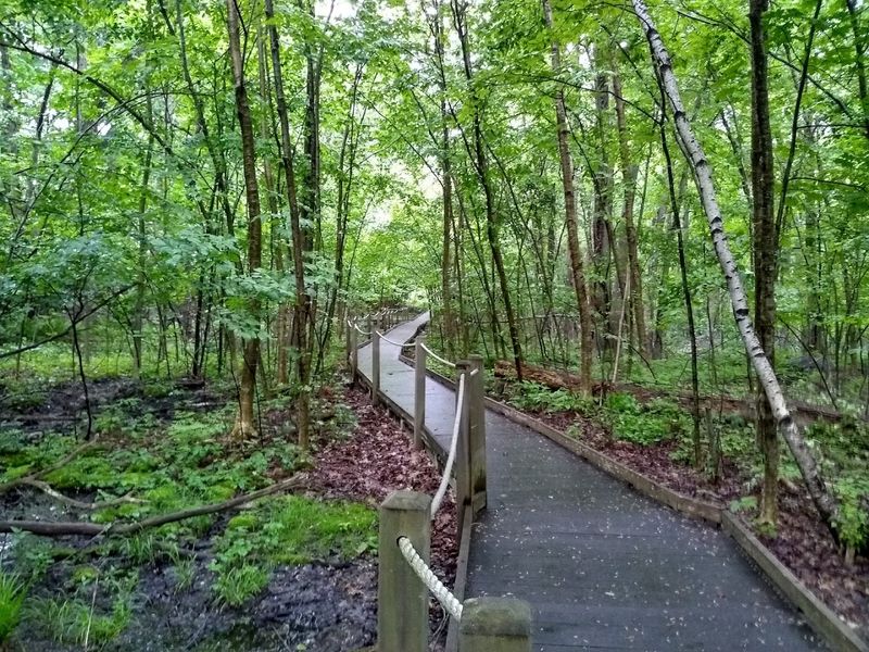 Boardwalks Over Wetlands