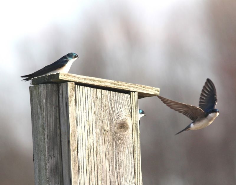 Bombay Hook National Wildlife Refuge, Smyrna, Delaware