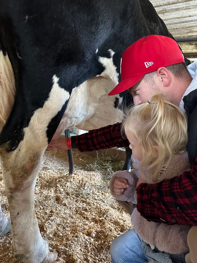 Bottle-Feeding Calves and Milking a Real Dairy Cow Bottle-Feeding Calves and Milking a Real Dairy Cow