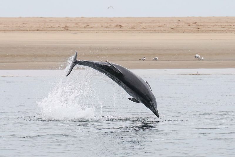 Bottlenose Dolphin Bottlenose Dolphin