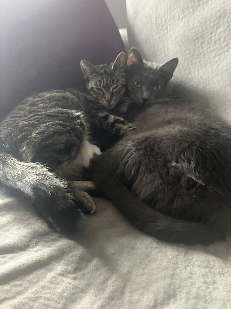 Bringing Home a Forever Friend Through Adoption Bringing Home a Forever Friend Through Adoption