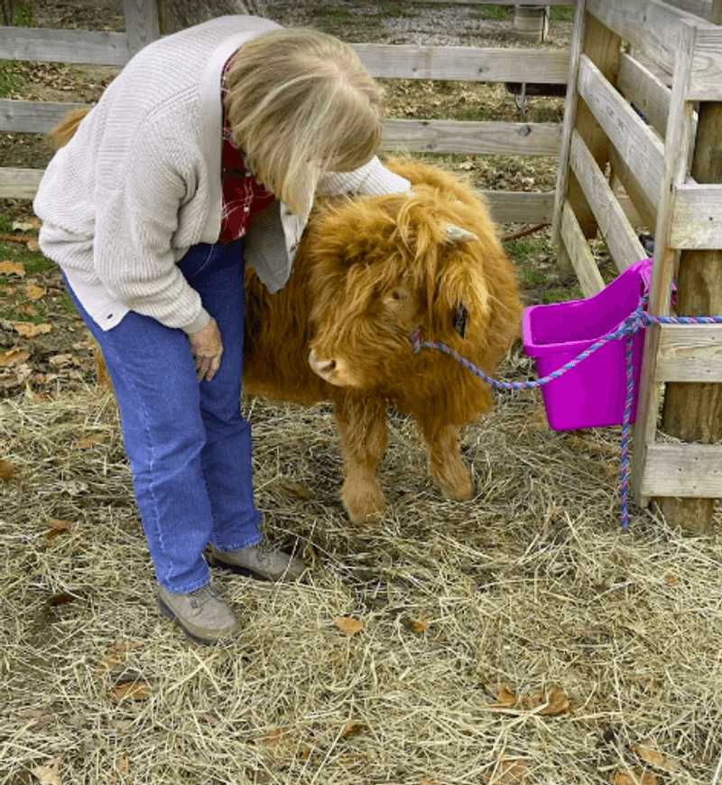 Brushing the Cows: Closer Than You Ever Expected