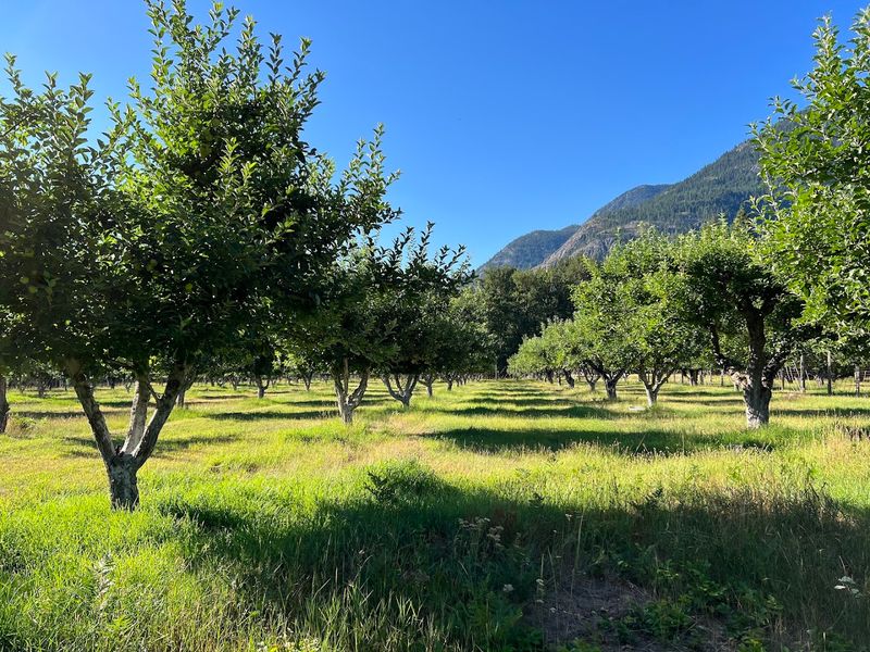 Buckner Orchard: A Century-Old Garden at the Edge of the Wilderness