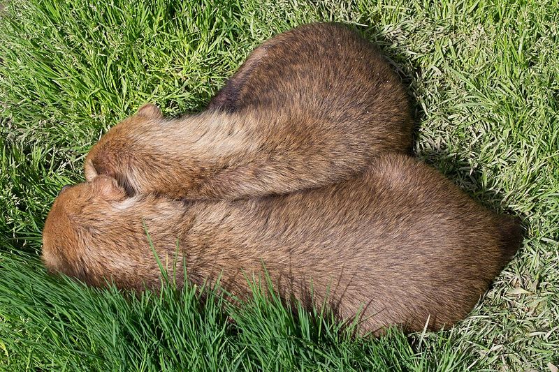 Bush Dog Bush Dog
