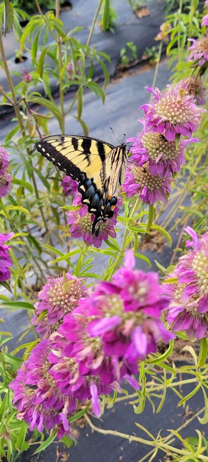Butterflies, Bees, and a Very Friendly Cow Butterflies, Bees, and a Very Friendly Cow