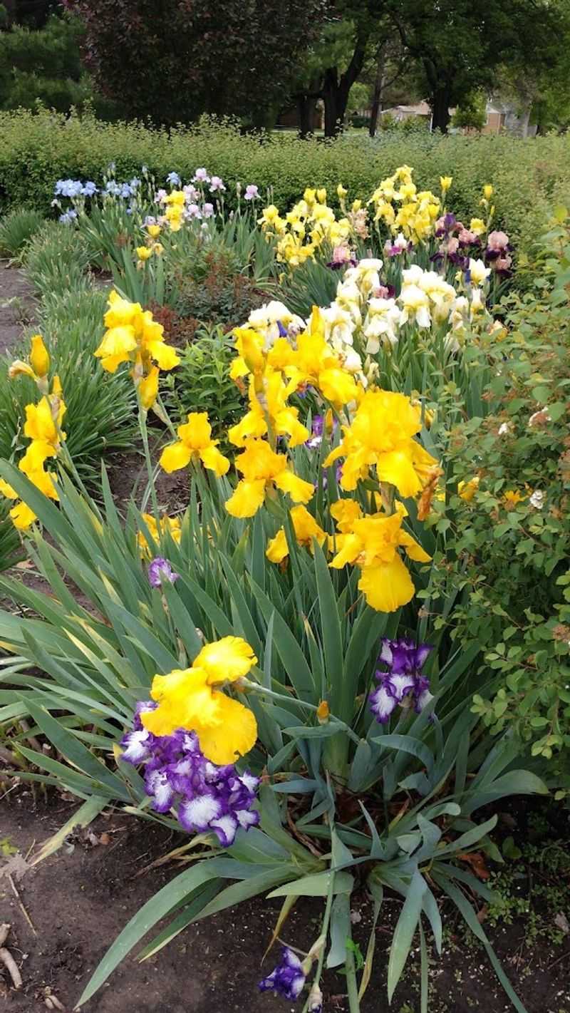 Butterflies, Irises, and the Garden Through the Seasons Butterflies, Irises, and the Garden Through the Seasons