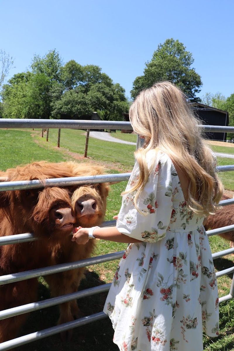 Buying Your Own Mini Highland Cow