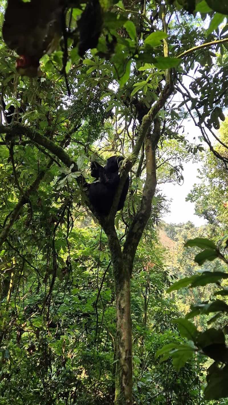 Bwindi Impenetrable National Park - Uganda Bwindi Impenetrable National Park - Uganda