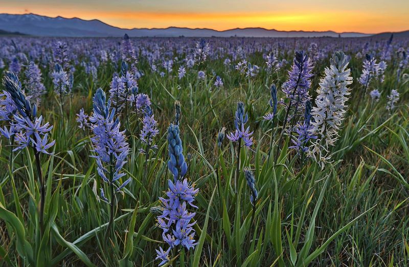 Camas Prairie Centennial Marsh, Fairfield, Idaho