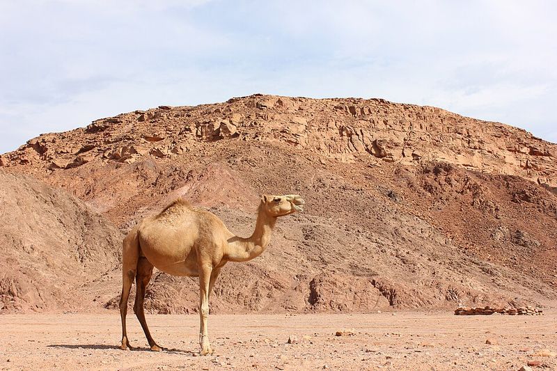 Camel