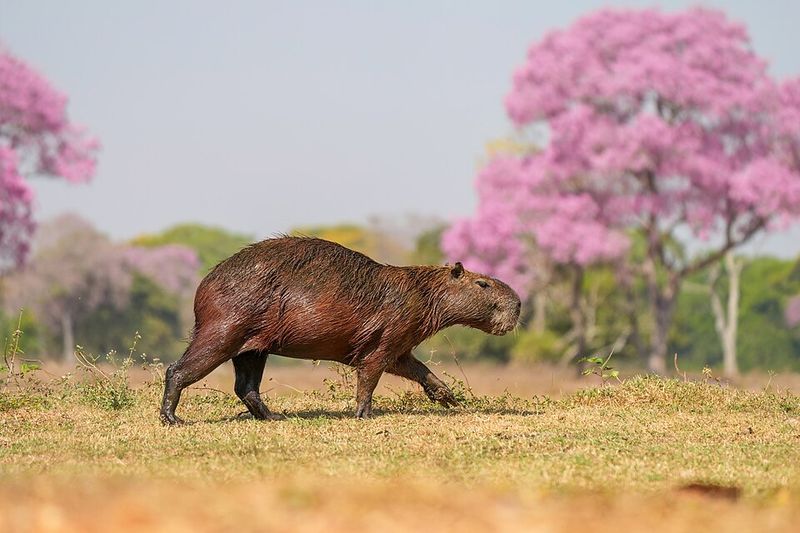 Capybara Capybara