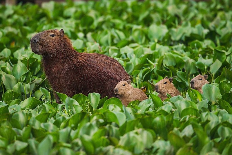 Capybara Capybara