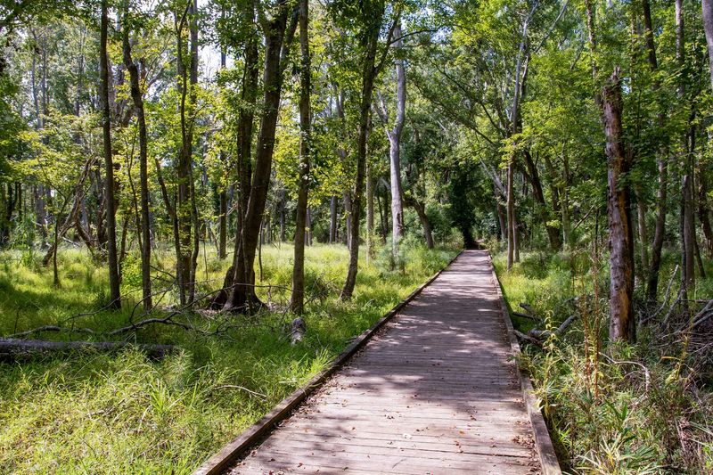 Carolina Beach State Park Flytrap Trail — Carolina Beach Carolina Beach State Park Flytrap Trail — Carolina Beach