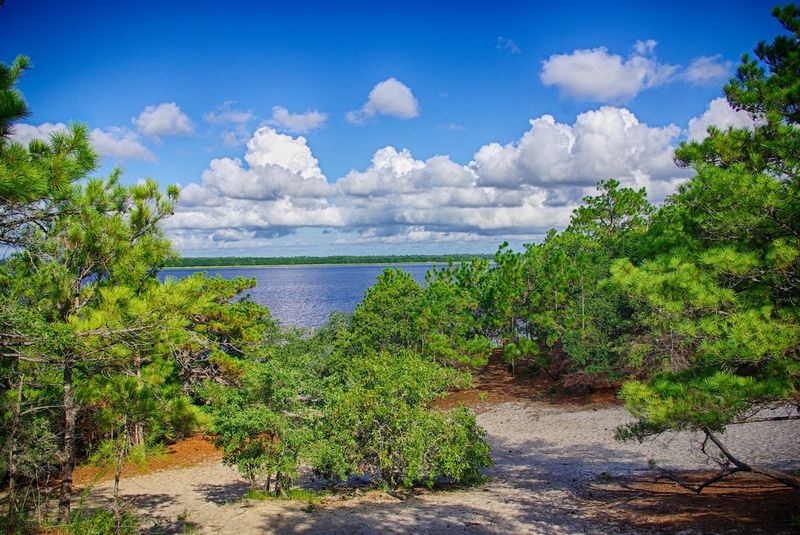 Carolina Beach State Park — Carolina Beach, North Carolina Carolina Beach State Park — Carolina Beach, North Carolina