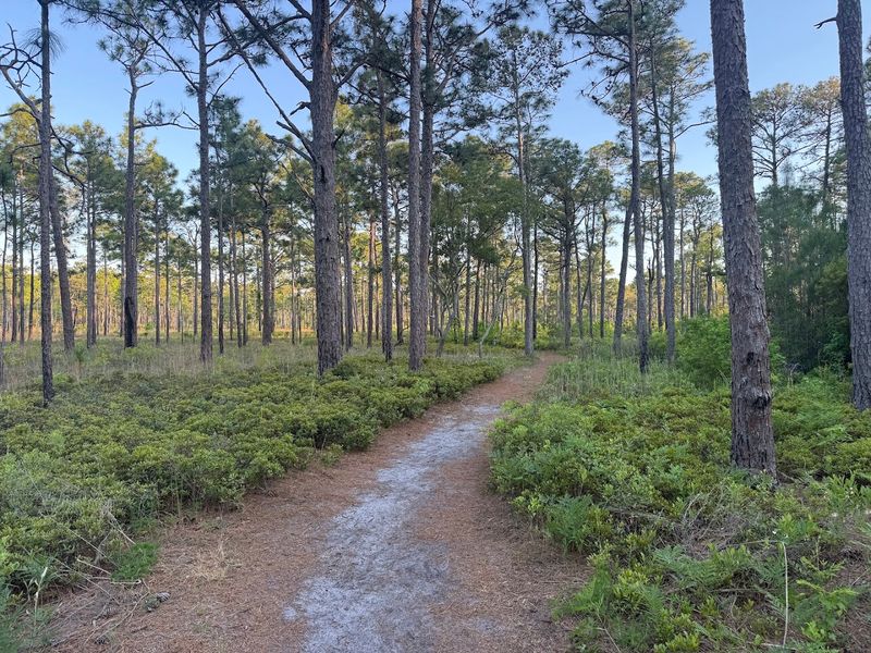 Carolina Beach State Park Carolina Beach State Park