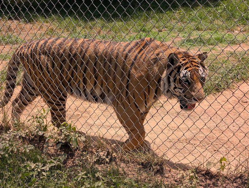 Carolina Tiger Rescue, Pittsboro, North Carolina Carolina Tiger Rescue, Pittsboro, North Carolina
