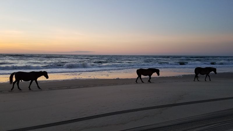 Carova Beach – North Carolina Carova Beach – North Carolina