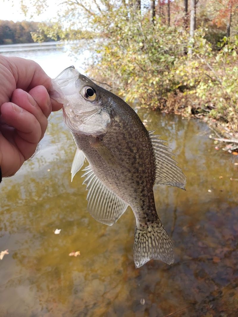 Casting Lines and Counting Species: Fishing at Lums Pond Casting Lines and Counting Species: Fishing at Lums Pond
