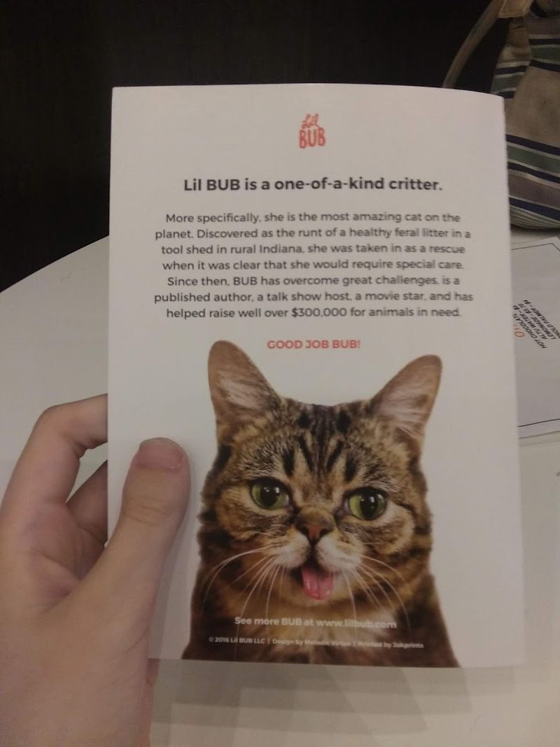Cat Personality Sheets That Change Everything Cat Personality Sheets That Change Everything