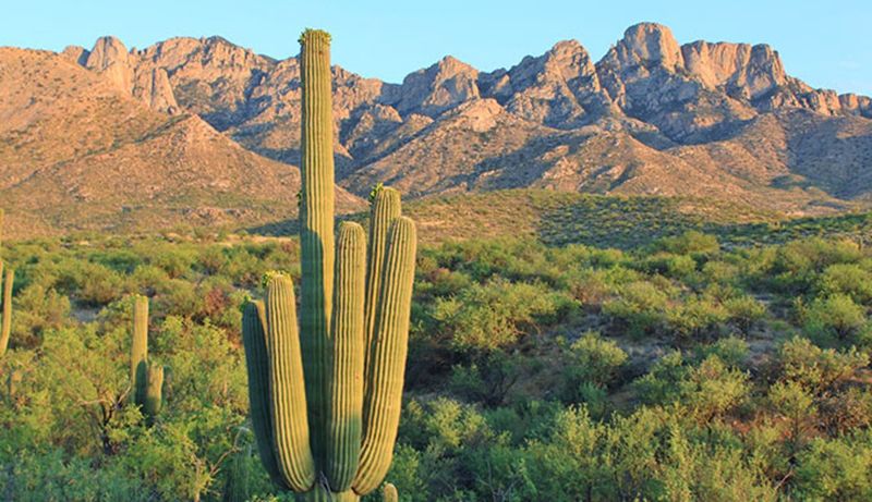 Catalina State Park, Arizona Catalina State Park, Arizona
