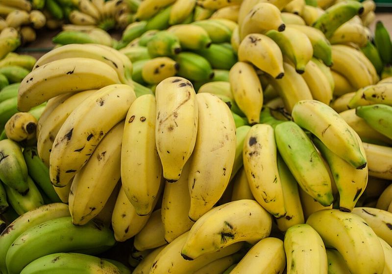 Cavendish Bananas Cavendish Bananas