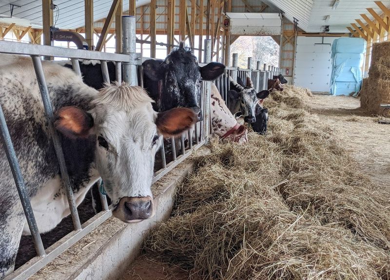 Certified Animal Welfare and the Open Barn Policy Certified Animal Welfare and the Open Barn Policy