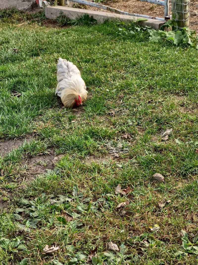 Chickens, Country Roads, and Rural Atmosphere Chickens, Country Roads, and Rural Atmosphere