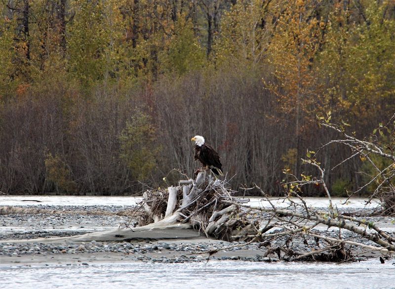 Chilkat Bald Eagle Preserve, Haines, Alaska, United States Chilkat Bald Eagle Preserve, Haines, Alaska, United States