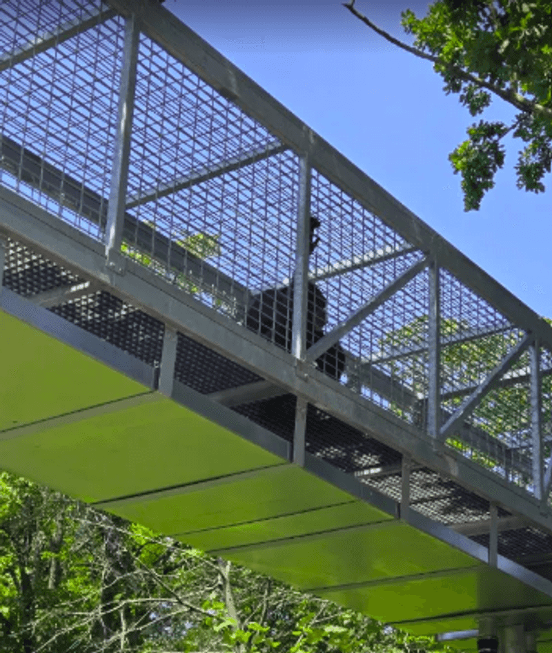 Chimpanzees With Their Own Highway Above the Zoo