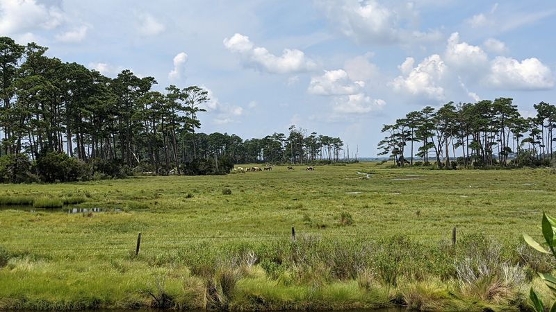 Chincoteague National Wildlife Refuge – Virginia Chincoteague National Wildlife Refuge – Virginia