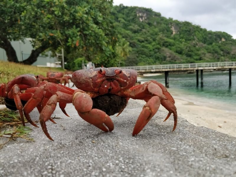 Christmas Island, Flying Fish Cove, Christmas Island, Australia