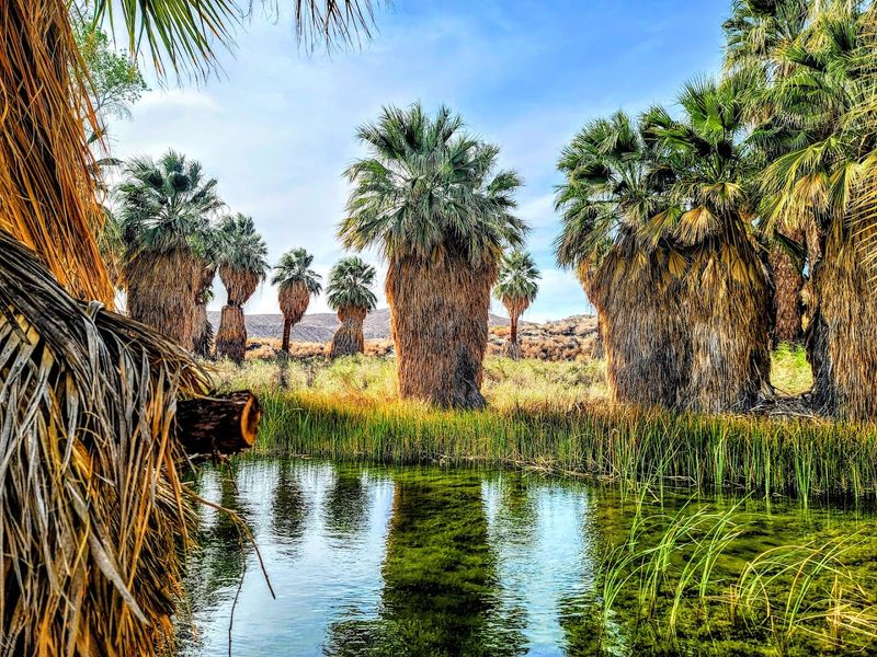 Coachella Valley Preserve, California Coachella Valley Preserve, California