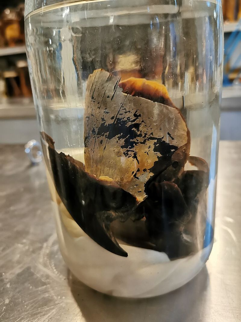 Colossal Squid (Mesonychoteuthis hamiltoni)