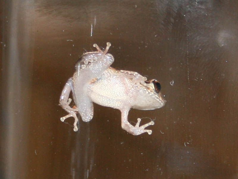 Coqui Frog Coqui Frog