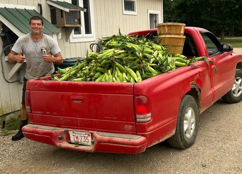 Corn Season on Cape Cod