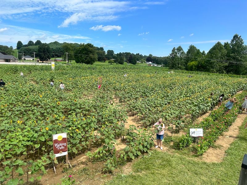 Coshocton Sunflower Festival (Coshocton KOA) - Coshocton Coshocton Sunflower Festival (Coshocton KOA) - Coshocton