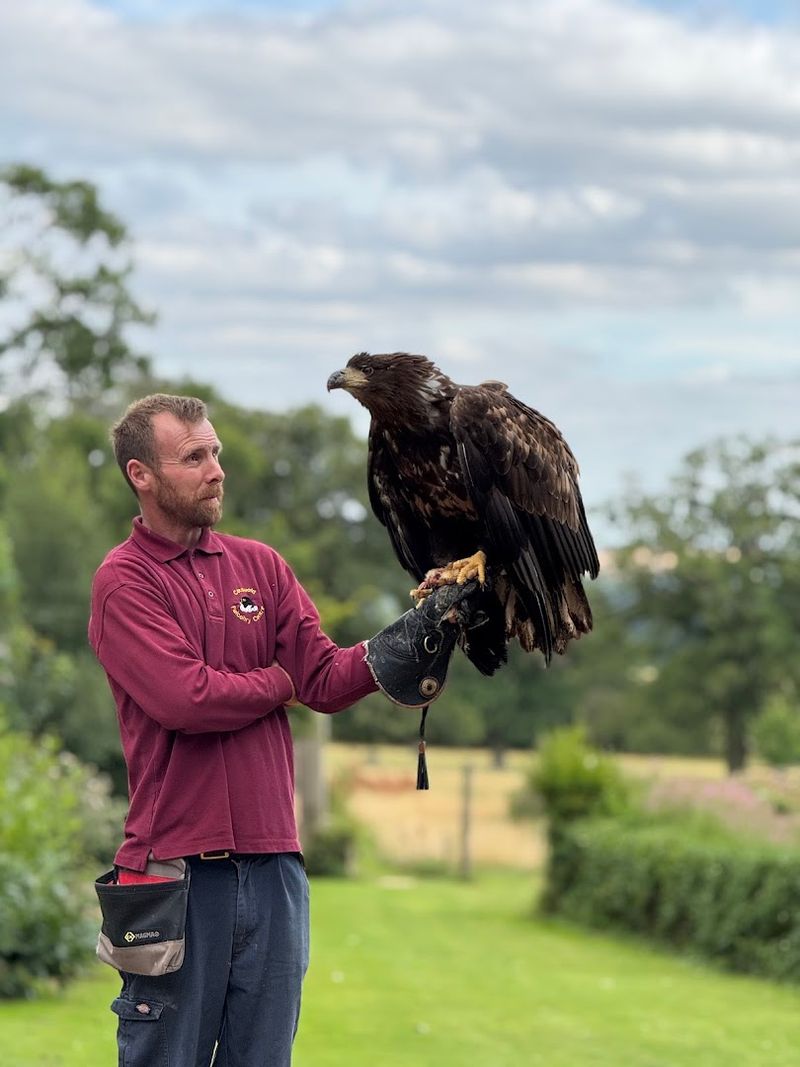 Cotswold Falconry Centre, Moreton-in-Marsh, England