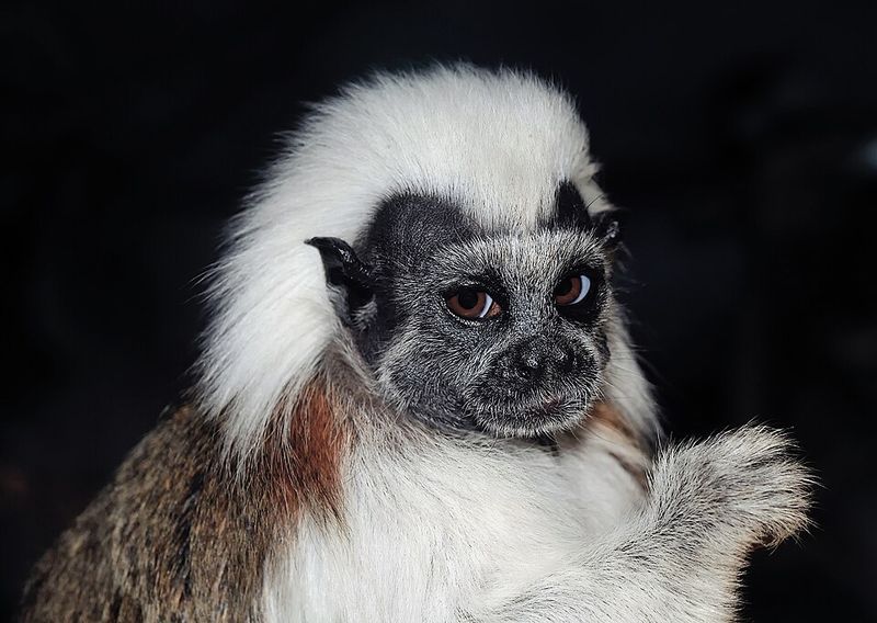Cotton-top Tamarin Cotton-top Tamarin