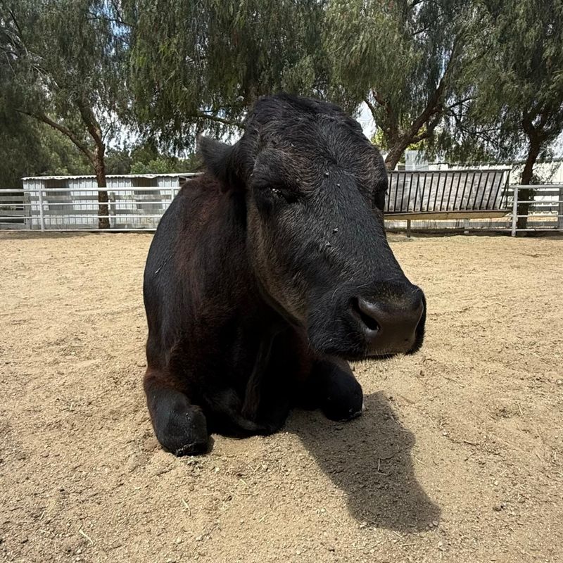 Cow Hug Therapy Sessions Cow Hug Therapy Sessions