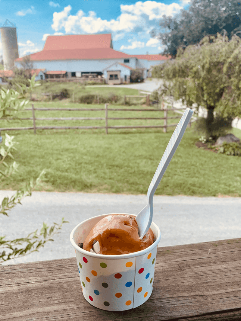 Cow to Cone in Four Days: How the Ice Cream Gets Made