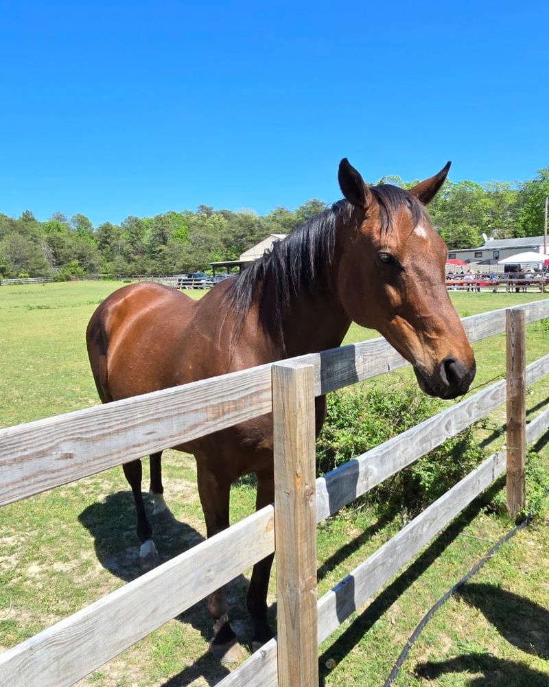 Cows, Horses, And The Bigger Residents