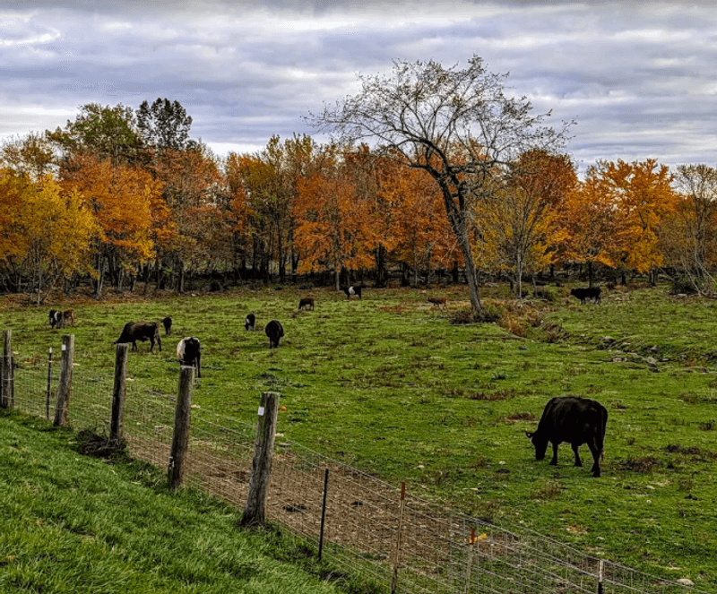 Cows in the Field and Why That Matters Cows in the Field and Why That Matters
