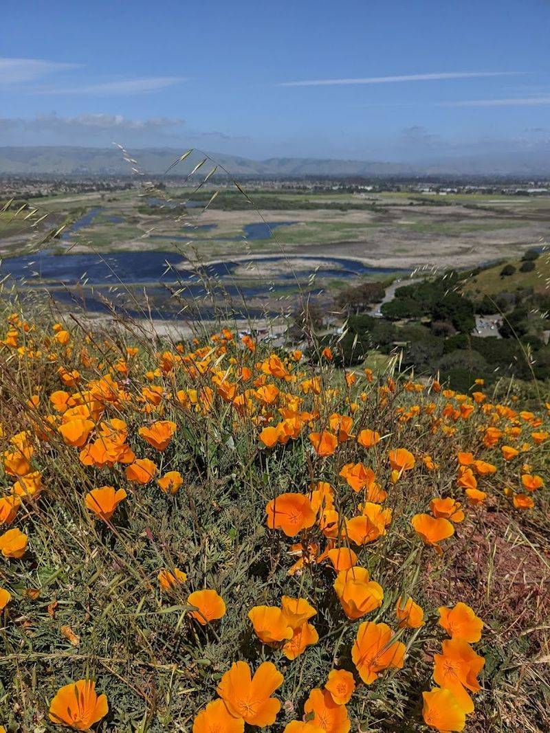 Coyote Hills Regional Park, Fremont, California