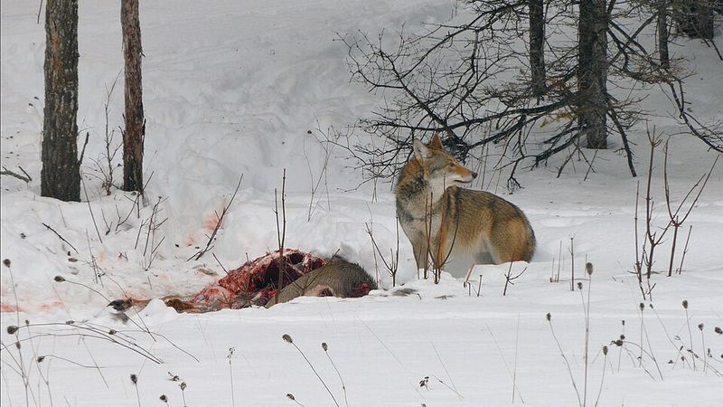 Coywolf