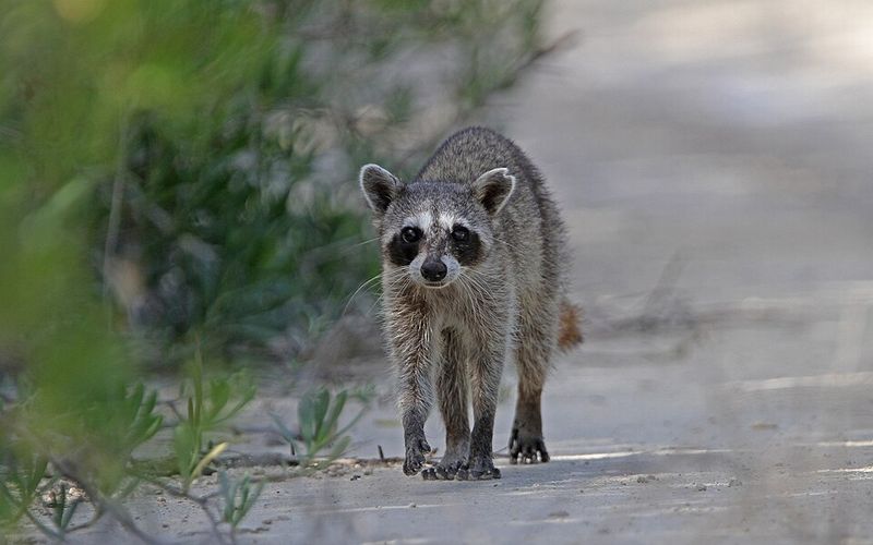 Cozumel Raccoon Cozumel Raccoon