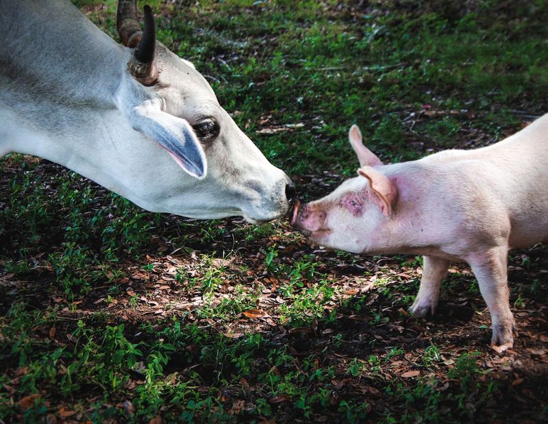 Critter Creek Farm Sanctuary, Gainesville, Florida Critter Creek Farm Sanctuary, Gainesville, Florida